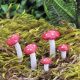 Mini fly agaric mushrooms