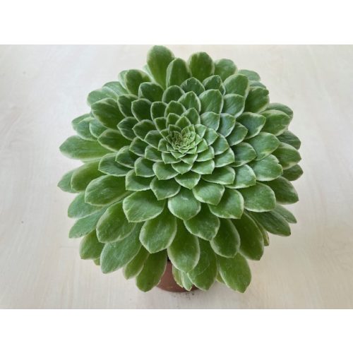 Aeonium 'Emerald Ice'