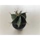 Goat's horns - Astrophytum capricorne