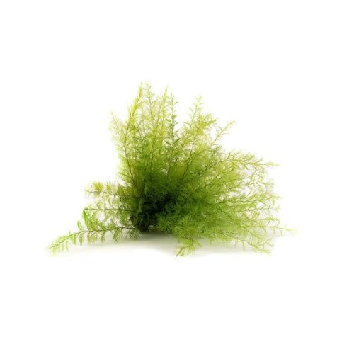 Air Fern Preserved  - Light Green