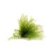 Air Fern Preserved  - Light Green