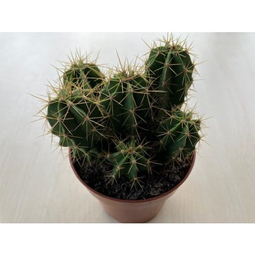 Echinocereus stramineus