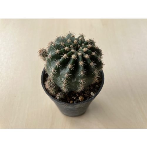 Echinopsis eyriesii