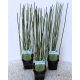 Equisetum hyemale