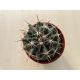 Ferocactus horridus