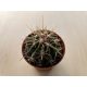 Ferocactus horridus