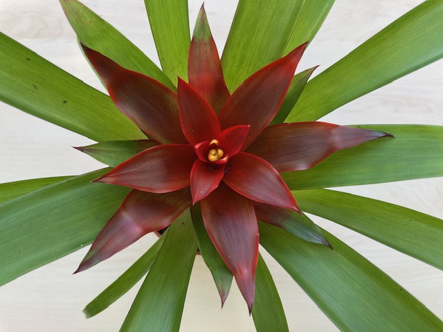 Guzmania minor