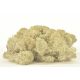 PRESERVED REINDEER MOSS - BOX 1 KG - Cream