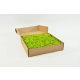 PRESERVED REINDEER MOSS - BOX 1 KG - LIme green