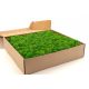 PRESERVED REINDEER MOSS - BOX 1 KG - LIght green