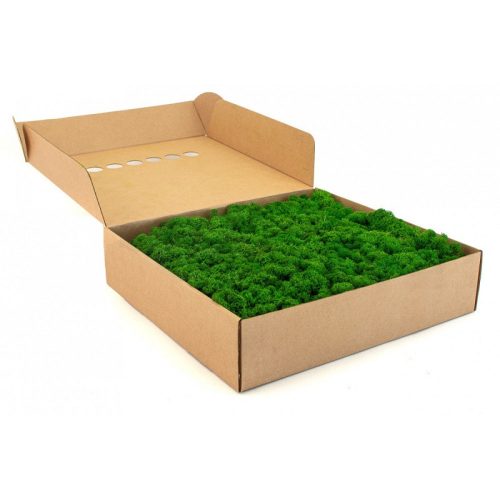 PRESERVED REINDEER MOSS - BOX 1 KG - Nature green