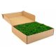 PRESERVED REINDEER MOSS - BOX 1 KG - Nature green