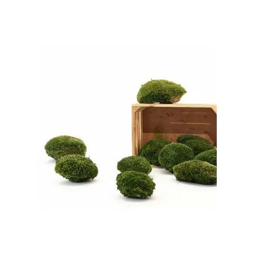 Preserved Forest Moss - Ball moss Natural green