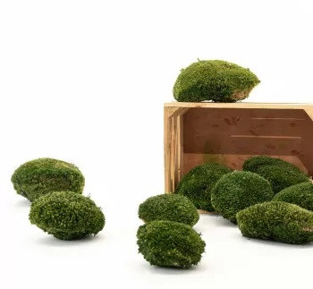 Preserved Reindeer Moss Box