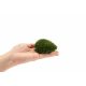 Preserved Forest Moss - Ball moss Nature green