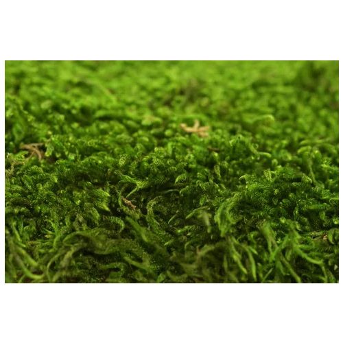 PRESERVED Forest MOSS - BOX 600 KG - GREEN