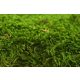 PRESERVED Forest MOSS - BOX 600 KG - GREEN