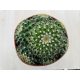 Echinopsis huascha -Red Torch Cactus