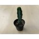 Myrtillocactus geometrizans - Blue Candle Cactus