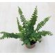 Nephrolepis cordifolia