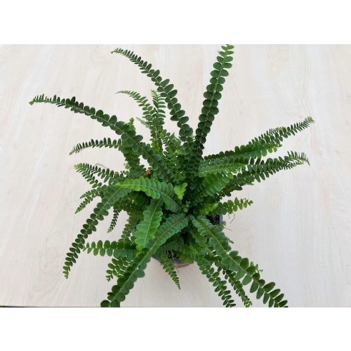 Nephrolepis cordifolia 'Duffii' 30cm