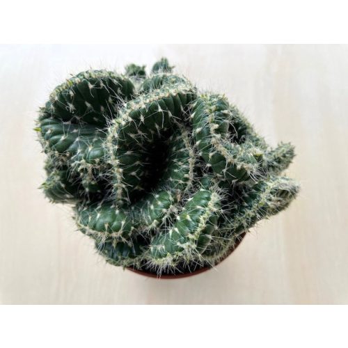 Opuntia cylindrica cristata - Emerald Idol Cactus