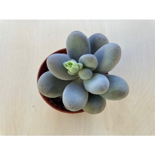 Pachyphytum oviferum