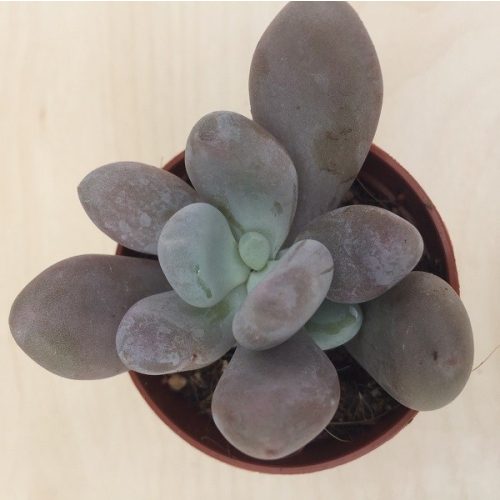 Pachyphytum oviferum