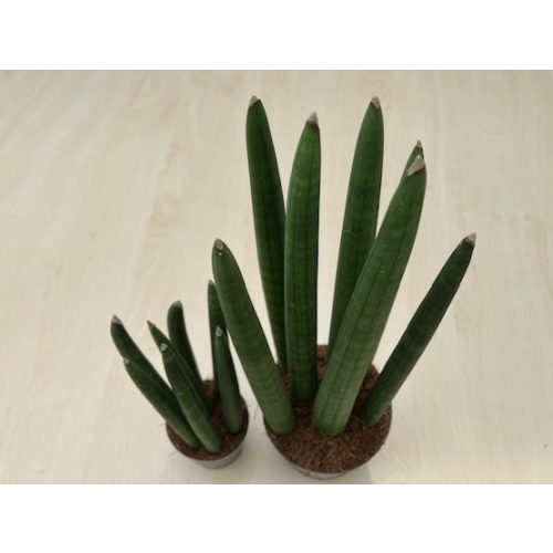 Sansevieria cylindrica 