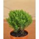 Thuja occidentalis Teddy