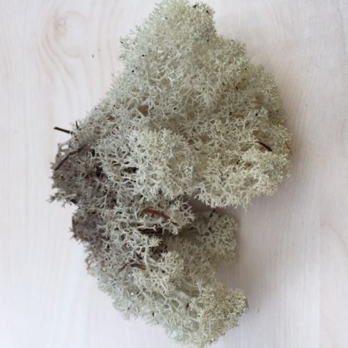 Iceland moss, sand color