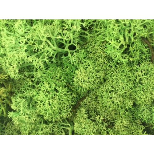 Iceland moss, light green 1000g
