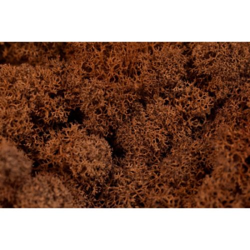 Lichen (brown) 20g