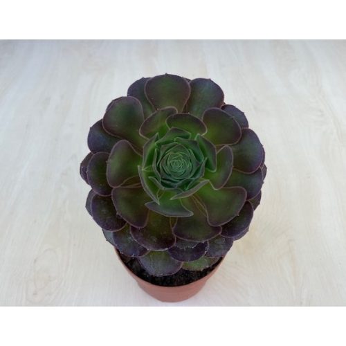 Aeonium 'Velour'