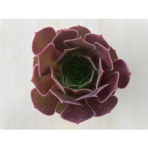 Aeonium 'Velour'