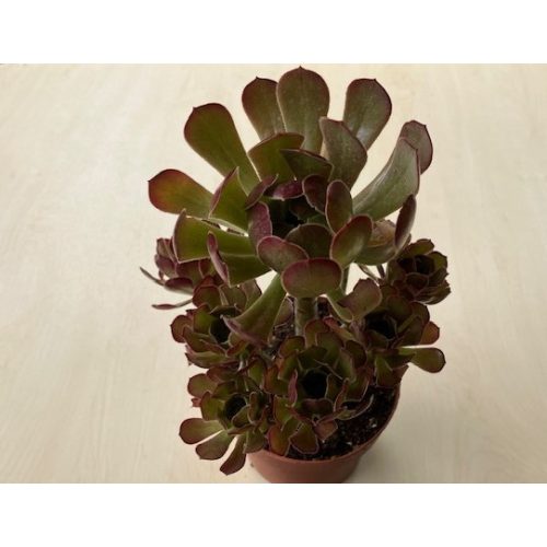 Aeonium arboreum 'atropurpureum' 