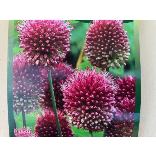 Allium sphaerocephalon flower bulbs (5pcs)