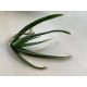 Aloe vera without root and planter