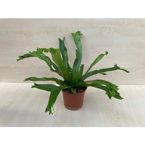 Asplenium 'Leslie'