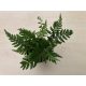 Athyrium