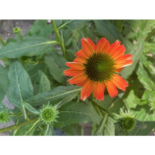 Echinacea