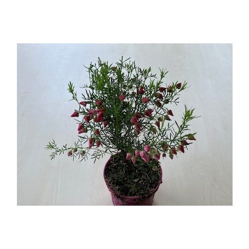  Boronia heterophylla - Red boronia