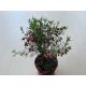  Boronia heterophylla - Red boronia