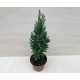 Chamaecyparis lawsoniana 'Ellwoodii' 30 cm