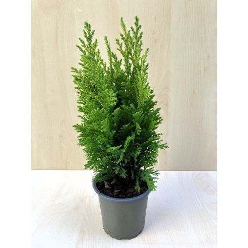 Chamaecyparis lawsoniana 'Empire'