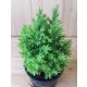 Chamaecyparis lawsoniana 'Empire' 30cm