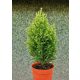 Chamaecyparis lawsoniana 'Snow White'