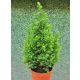 Chamaecyparis Thyoides 'Top Point'