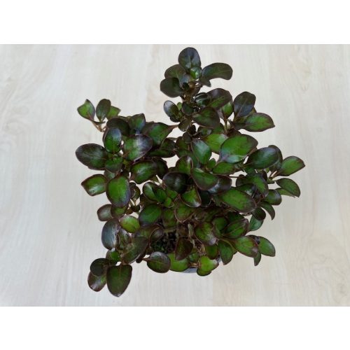 Coprosma repens - Mirror plant