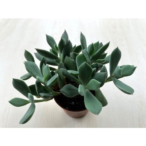 Cotyledon orbiculata 'Picco coins' 